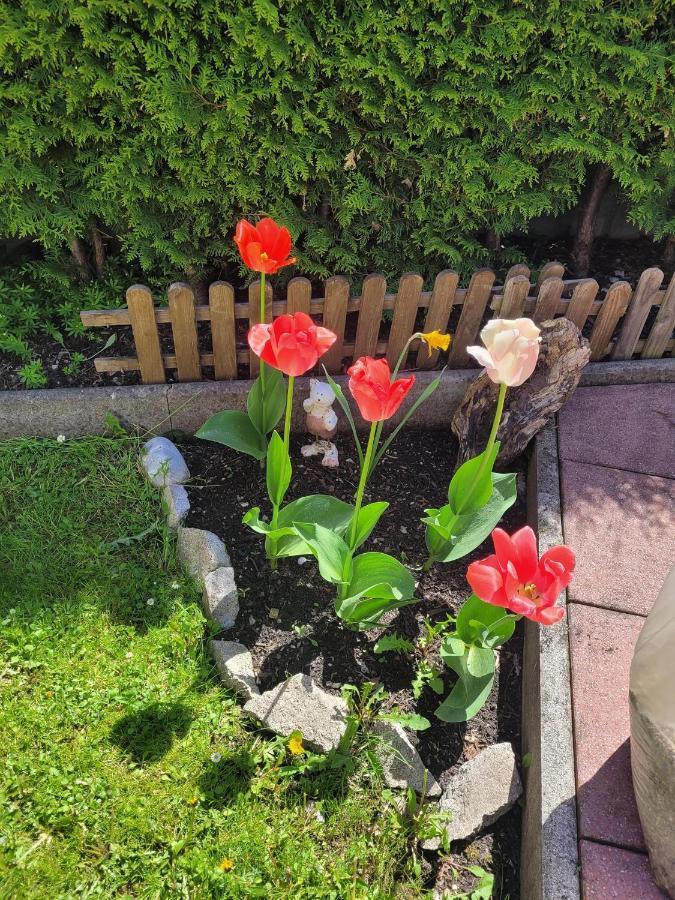 Ferienwohnung Schatz Breitenwang Eksteriør bilde
